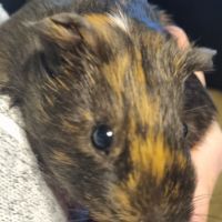 Cochon d'inde mâle 2 mois #3