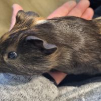 Cochon d'inde mâle 2 mois #4