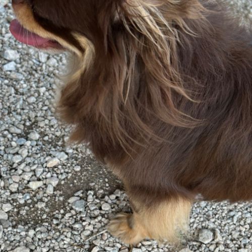 Chihuahua chocolat tan lof type russe tester adn #2