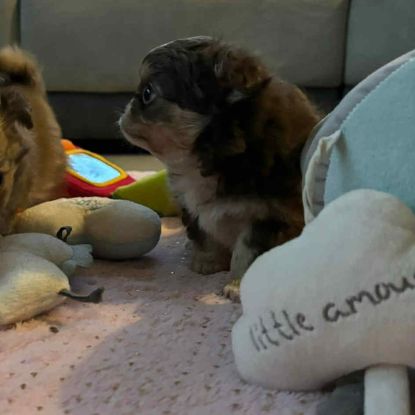 Chihuahua chocolat tan lof type russe tester adn #0