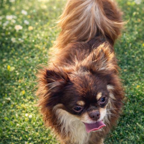 Chihuahua chocolat tan lof type russe tester adn #5