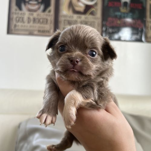 Chihuahua chocolat tan lof type russe tester adn #7