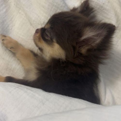 Chihuahua chocolat tan lof type russe tester adn #8