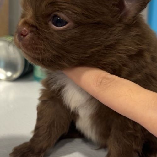 Chihuahua chocolat tan lof type russe tester adn #9