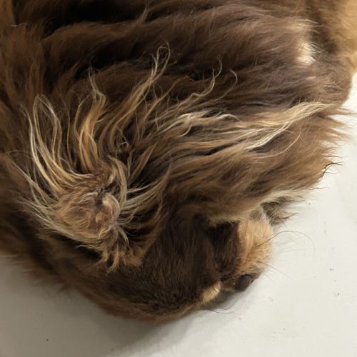 Chihuahua chocolat tan lof type russe tester adn #10