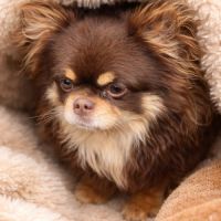 Chihuahua chocolat tan lof type russe tester adn #1