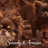 Chihuahua chocolat tan lof type russe tester adn #3