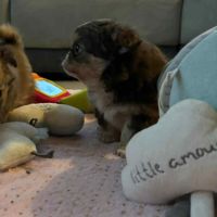 Chihuahua chocolat tan lof type russe tester adn