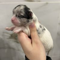 Chihuahua chocolat tan lof type russe tester adn #6