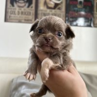 Chihuahua chocolat tan lof type russe tester adn #7