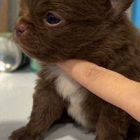 Chihuahua chocolat tan lof type russe tester adn #9