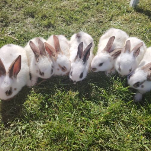 Lapin papillon femelle