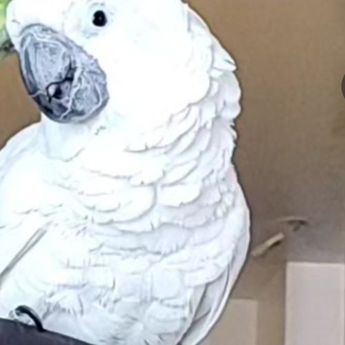 A céder cacatoes alba