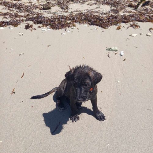 Baloo petit amour de loulou #4