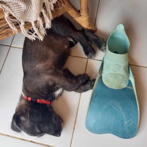 Baloo petit amour de loulou #5