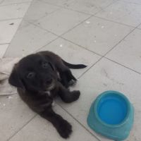 Baloo petit amour de loulou #2