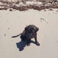 Baloo petit amour de loulou #4