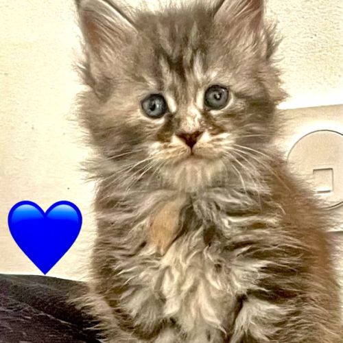 Maines coons d’exception #0