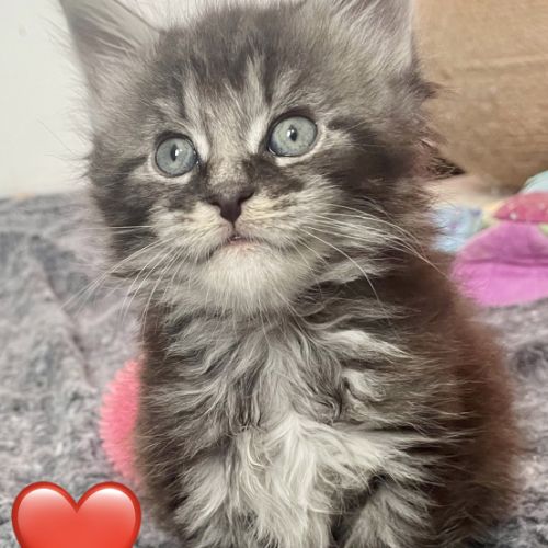 Maines coons d’exception #2