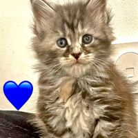 Maines coons d’exception