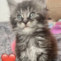 Maines coons d’exception #2