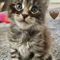 Maines coons d’exception #3