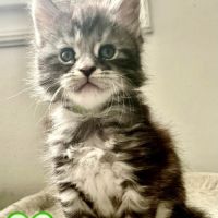 Maines coons d’exception #4