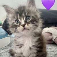 Maines coons d’exception #5