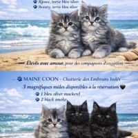 Maines coons d’exception #6