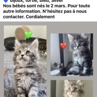 Maines coons d’exception #7