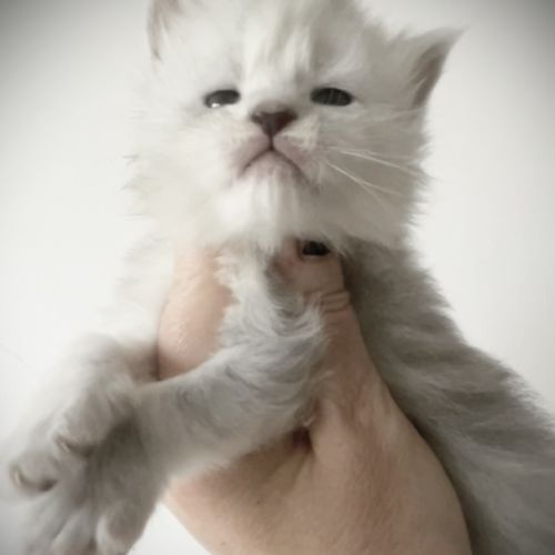 Magnifiques chatons maine coon #0