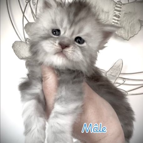 Magnifiques chatons maine coon #4