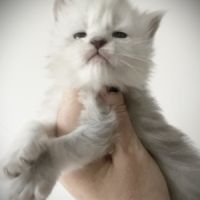 Magnifiques chatons maine coon