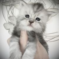 Magnifiques chatons maine coon #2