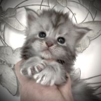 Magnifiques chatons maine coon #3