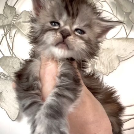 Superbes chatons maine coon loof #1