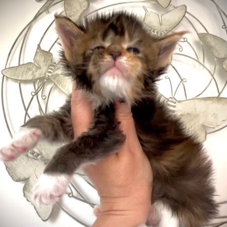 Superbes chatons maine coon loof #2