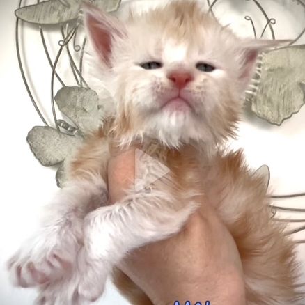 Superbes chatons maine coon loof #3