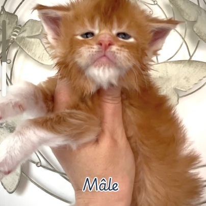 Superbes chatons maine coon loof #4