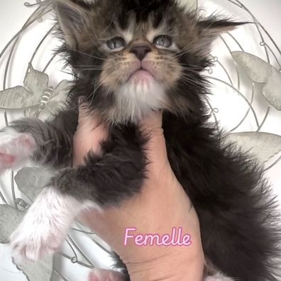 Superbes chatons maine coon loof #0