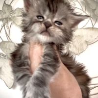 Superbes chatons maine coon loof #1