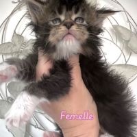 Superbes chatons maine coon loof