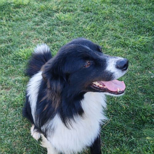 Donne chien berger australien #3