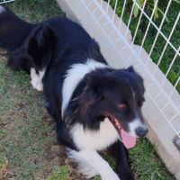 Donne chien berger australien