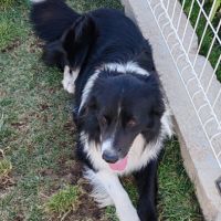 Donne chien berger australien #2