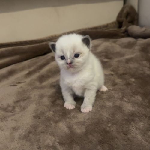 Chatons ragdoll loof à réserver #1