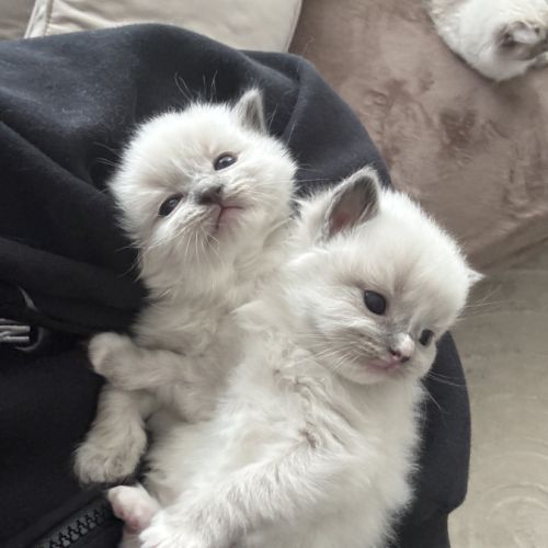 Chatons ragdoll loof à réserver #2