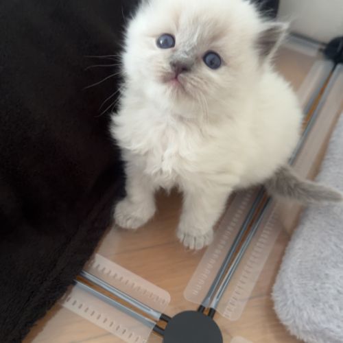 Chatons ragdoll loof à réserver