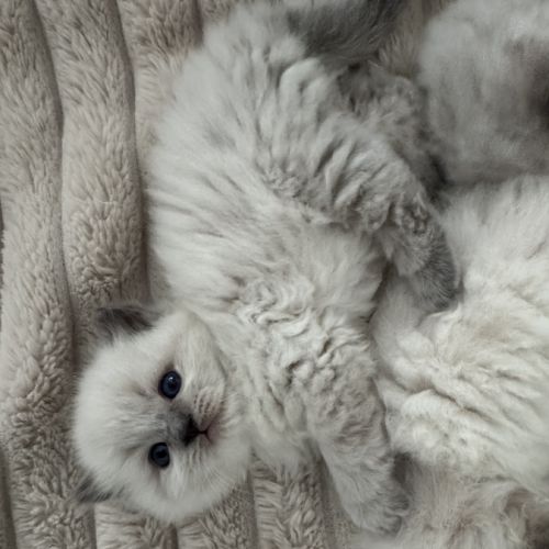 Chatons ragdoll loof à réserver #4