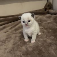 Chatons ragdoll loof à réserver #1